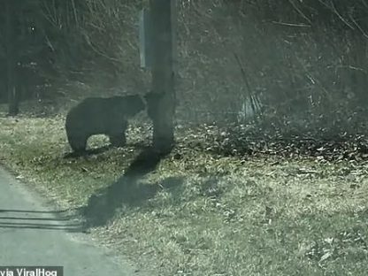 黑熊带孩子过马路,路遇熊妈妈带着四只熊孩子过马路