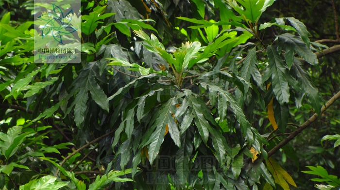 痄腮用仙人掌管用吗,痄腮