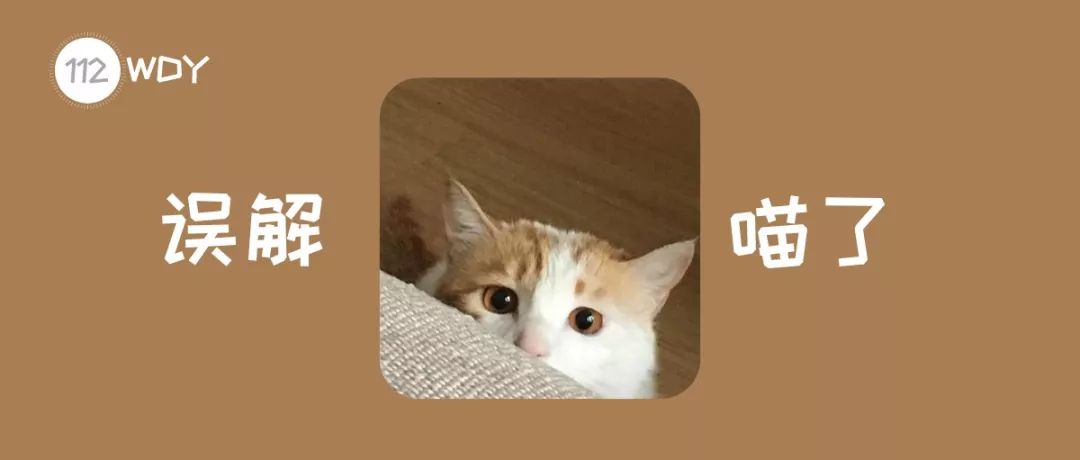 猫咪为什么特别能记仇,猫咪为什么经常偷袭猫主人