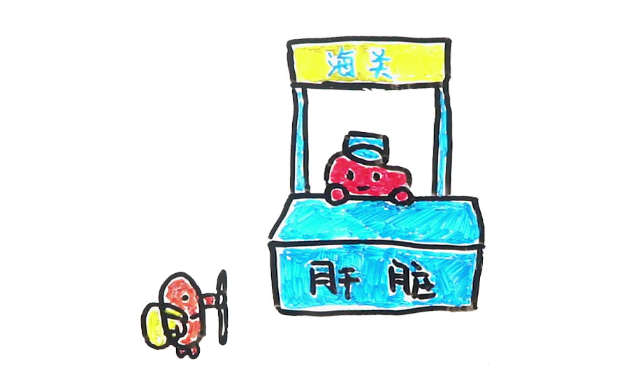 喝啥茶对肝脏排毒最快,科普肝脏是怎么排毒的