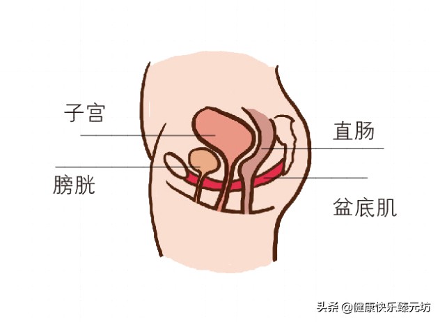 锻炼盆底肌能更紧吗,盆底肌变松怎么训练