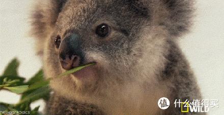 吃五种水果罐头,十大最佳水果罐头排名