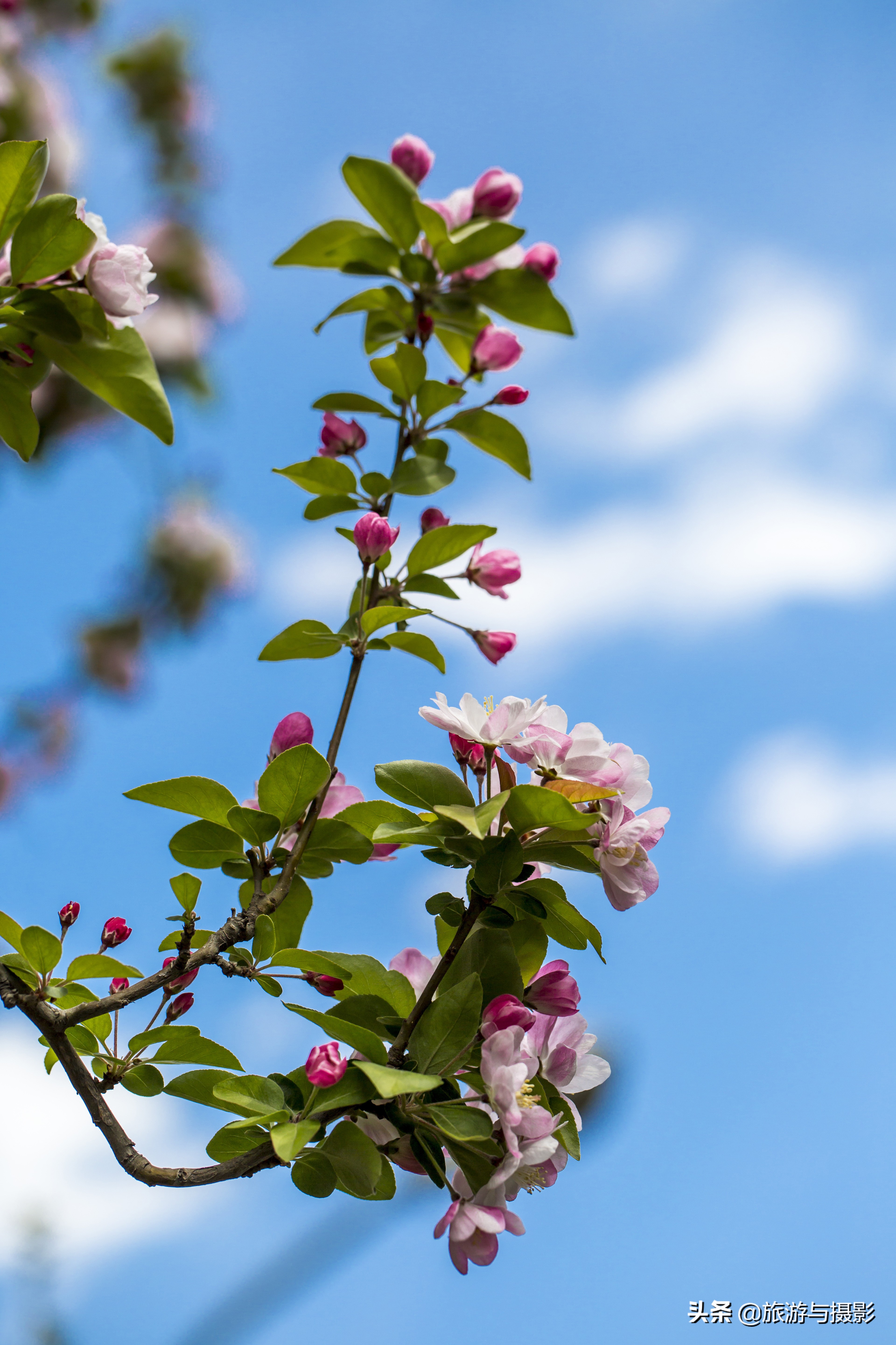 海棠花诗七绝,南宋海棠花图古诗