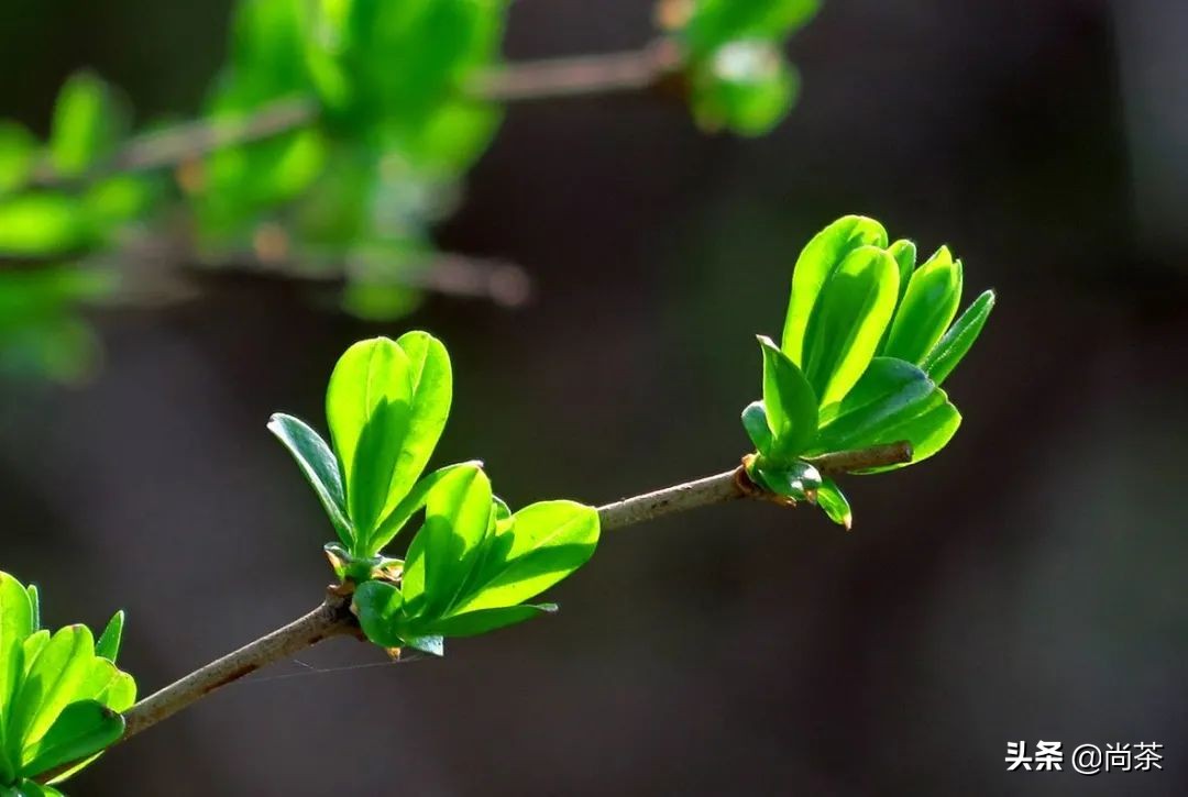 惊蛰与茶,惊蛰喝什么茶养生