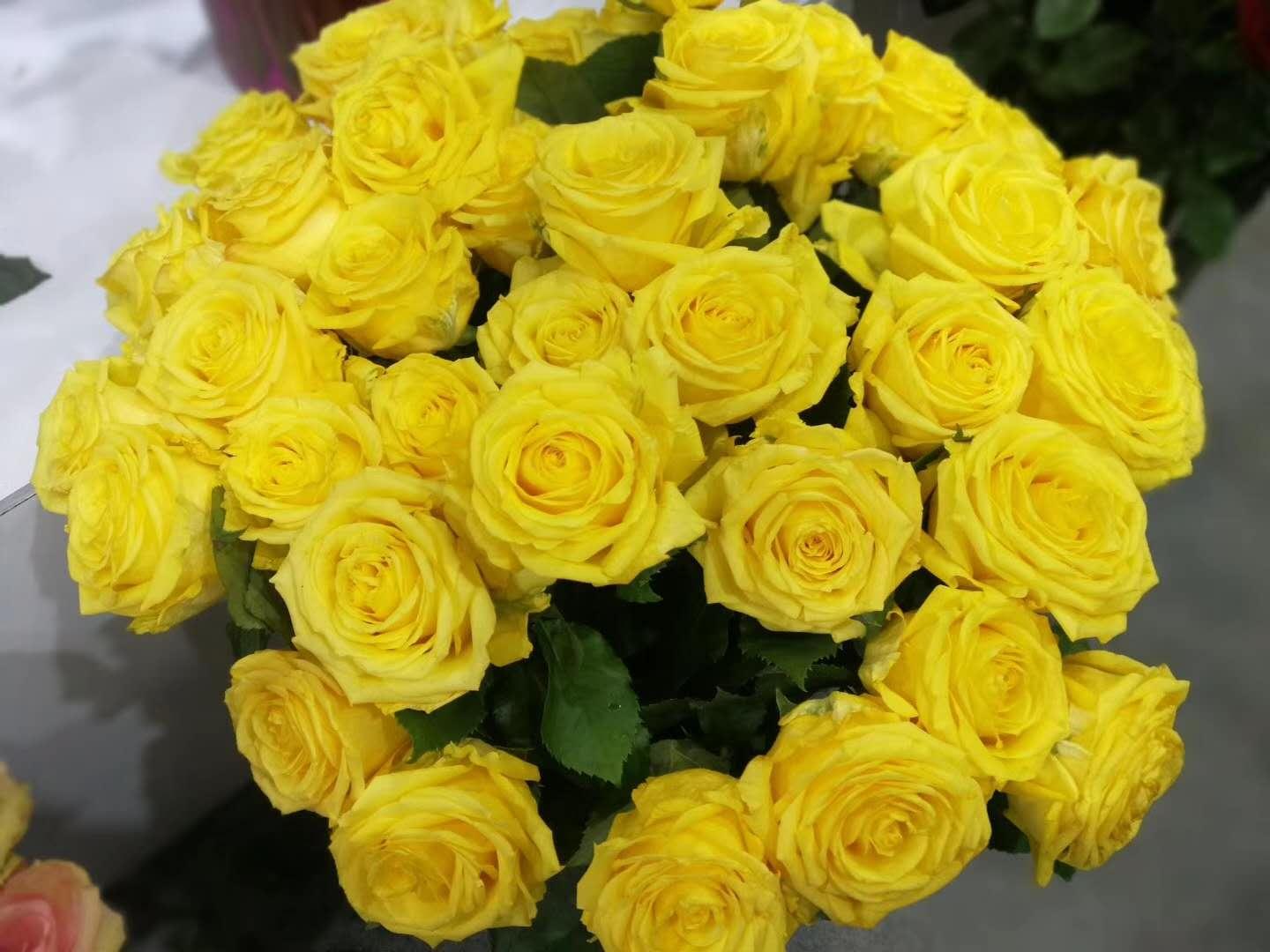 云南省通海县骄阳花卉种苗专业合作社风采(组图)