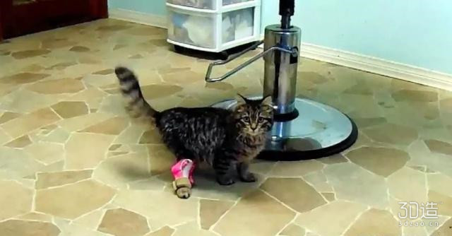 天生残疾的小猫咪,残疾小猫咪视频