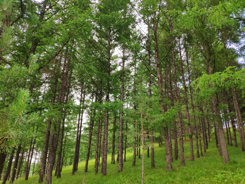 野猪可以养殖吗有毒吗,野猪可以人工养吗