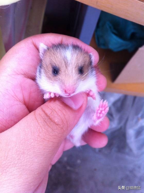 仓鼠怀孕后的注意事项,仓鼠生育注意什么事项图片