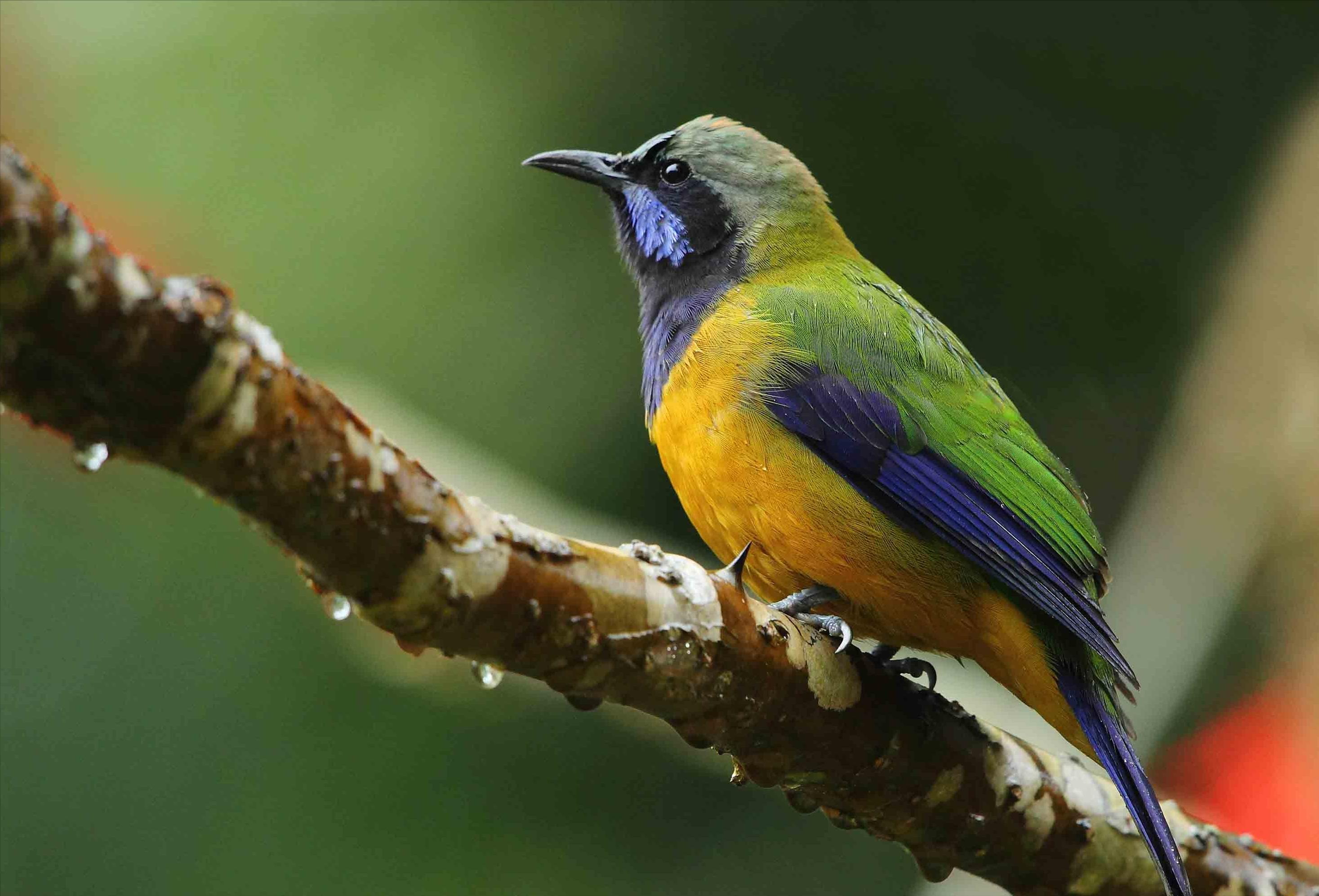 广东常见鸟类图谱和名称图文,东江揽胜鸟类