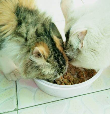 猫粮自制方法,自制猫粮食谱小猫