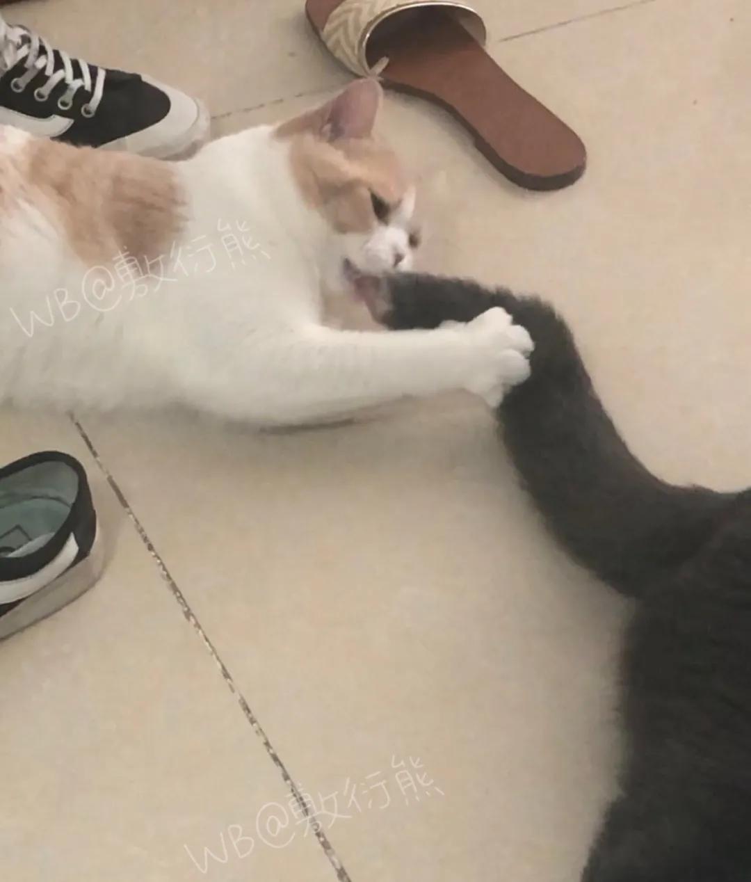 猫是只好猫,可被网友恶整后…哈哈哈没脸见人了