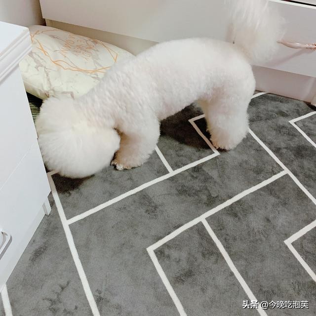 小比熊来新家大狗狗就开始有泪痕,比熊狗狗泪痕怎么去除最快最有效