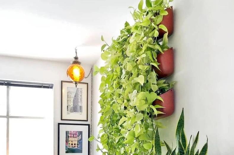 怎么把绿萝养得好看,绿萝怎么养又细又好看