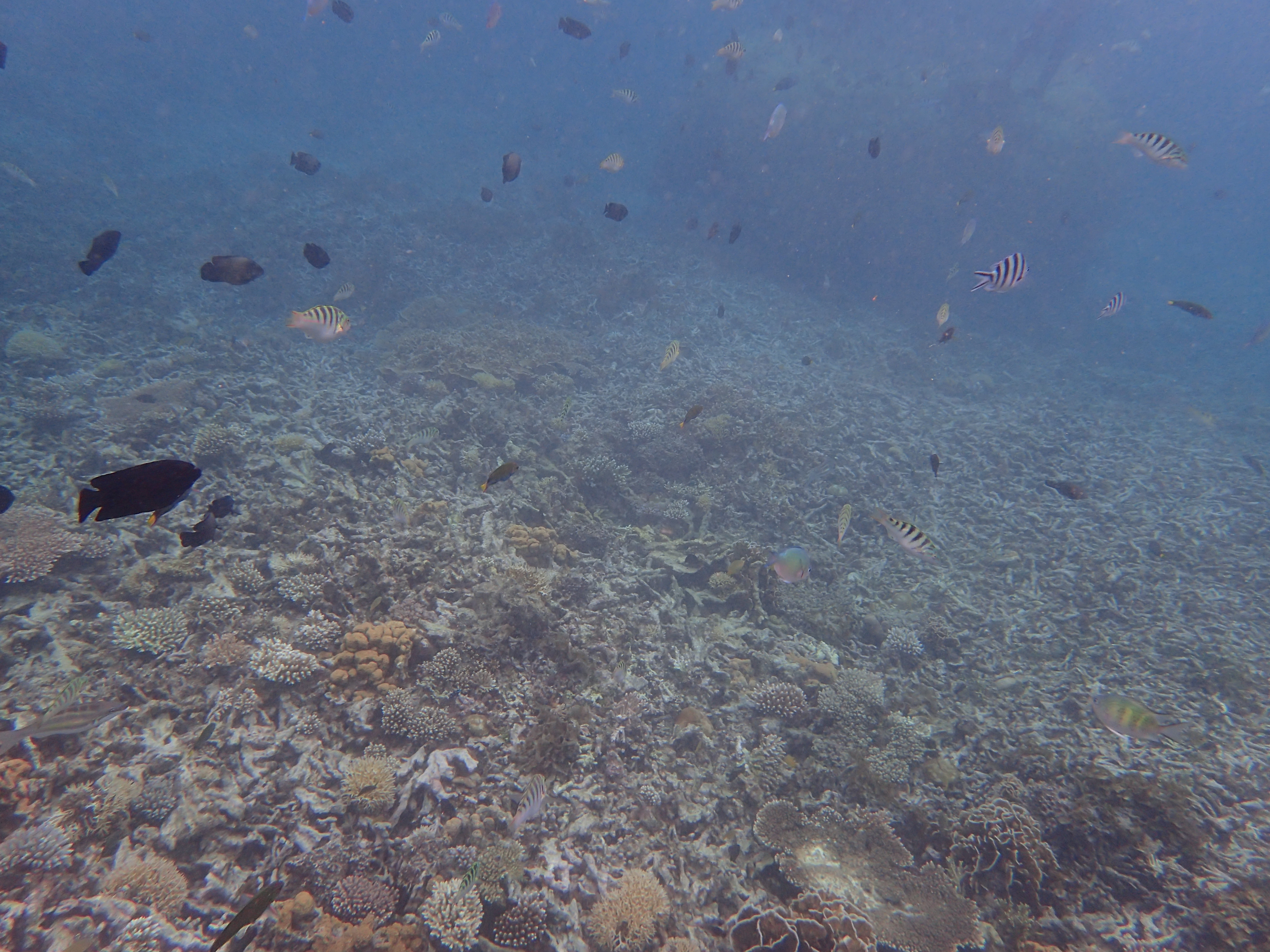 沙巴潜水推荐,马来西亚沙巴潜水哪里好