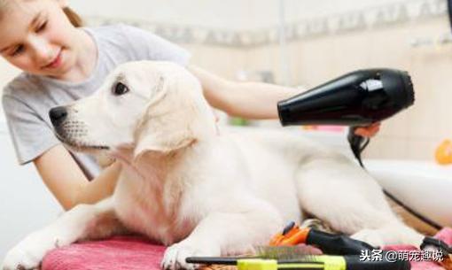 狗狗不愿意洗耳朵怎么做,狗狗不愿意去宠物店洗澡怎么办
