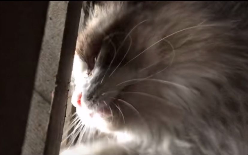 下水道里的猫，向好心人招手，从此改变了猫生