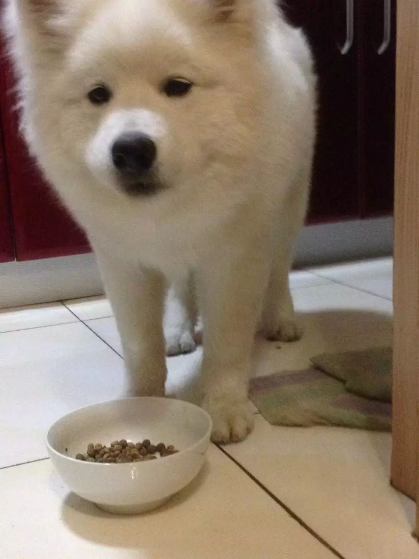 爱犬的前期症状,铲屎官必知狗狗生病前的7大征兆