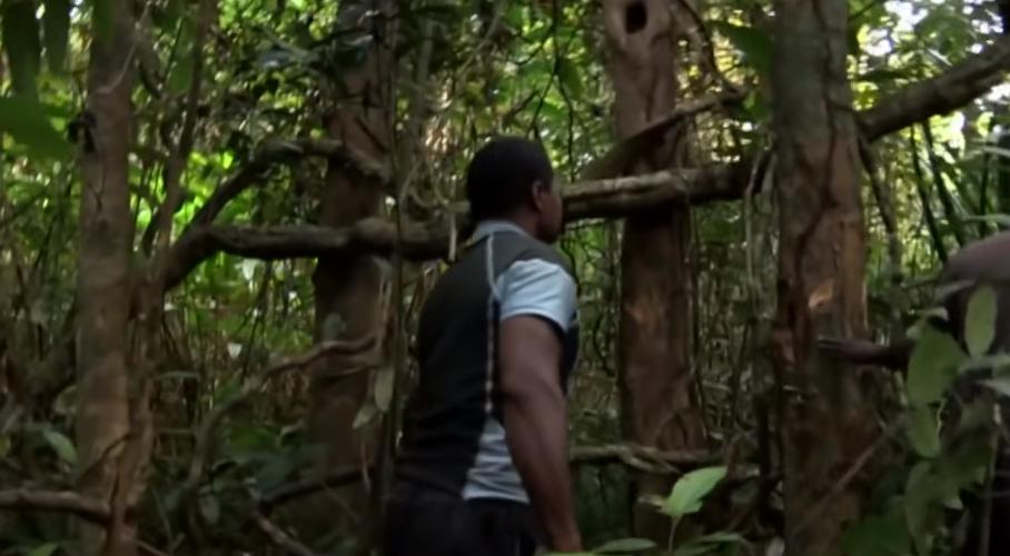 实拍非洲紫檀木*私走**全过程：护林员做*私走**，一根紫檀木赚三万