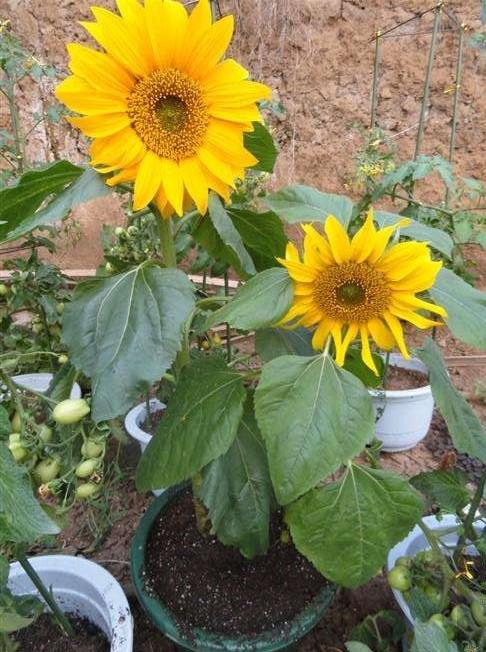 盆栽向日葵长多高时开花,怎么让向日葵长得比较矮就开花