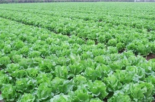 白菜遮阳网覆盖栽培,白菜夏秋早熟地膜露天种植技术