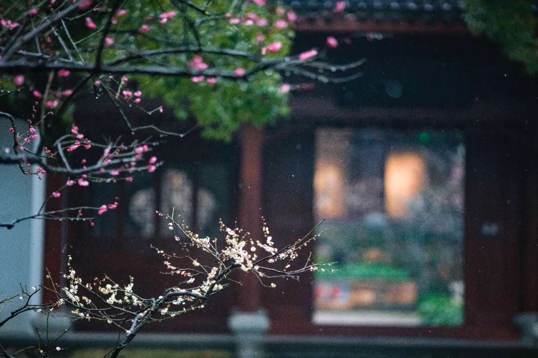 杭州孤山梅园图片,杭州赏梅园