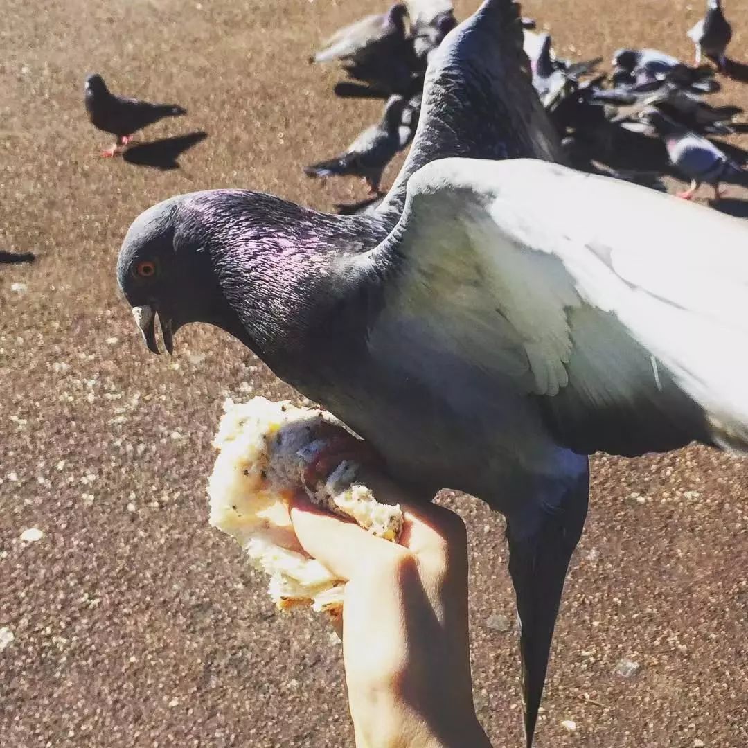 寻找幸运锦鲤活动在哪,寻找锦鲤