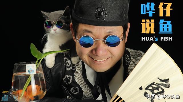 新手草缸饲养小型斑马鱼,斑马鱼小型热带观赏鱼如何饲养