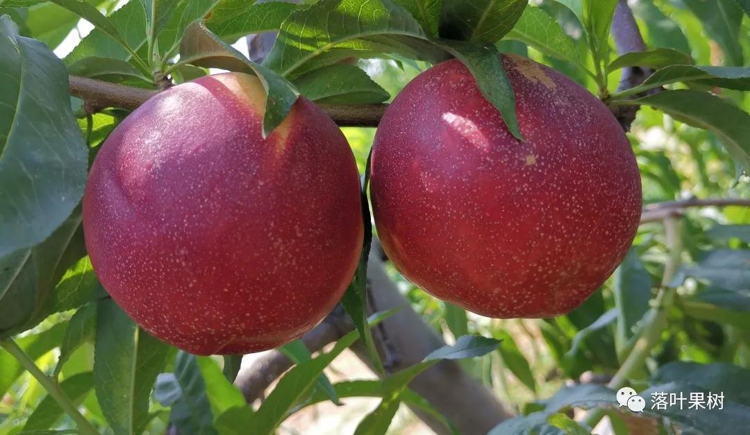 种植效益最好的黄桃品种,鲜食黄桃品种介绍