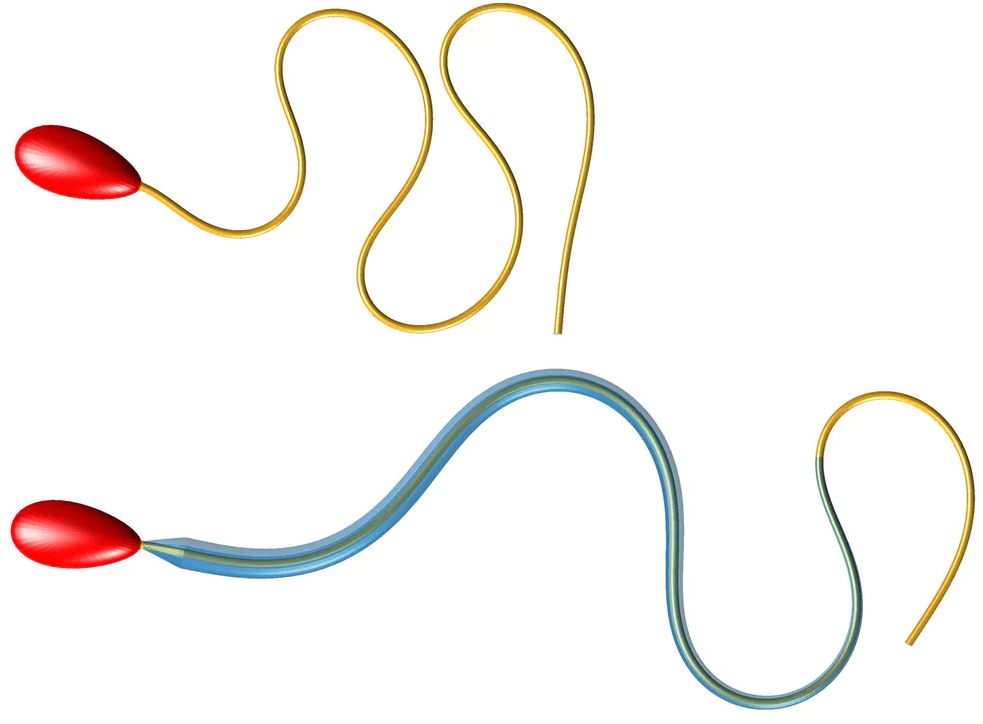 精子尾巴转动机制,科学家们首次发现精子的运动规律