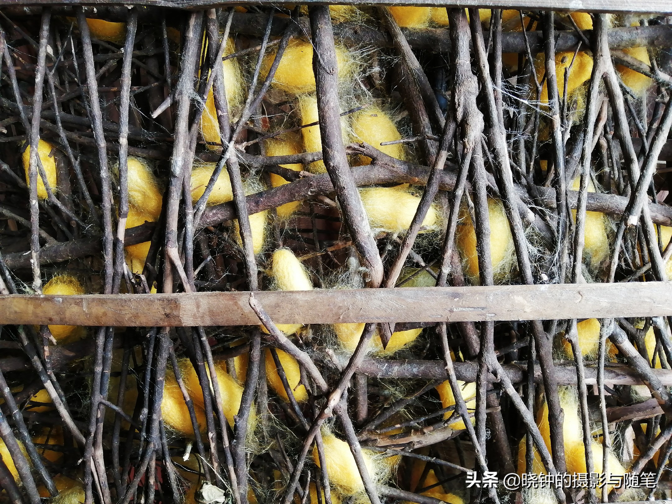 越南丝绸跟中国丝绸的区别在哪里,越南纺织丝绸