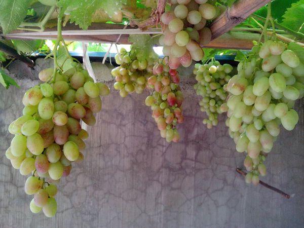 葡萄树苗发芽慢如何快一点生长,葡萄小树苗发芽的叶子怎么样呢