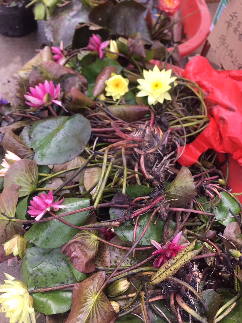 造一个小水景栽种睡莲附教程,再小的花园