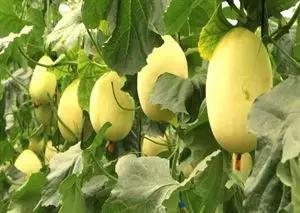 2022年家庭农场有土地流转补贴吗,有自己的农场如何申请补贴