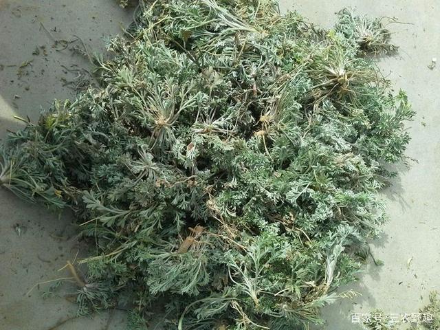 长得酷似草,但是曾经过穷人一命,如果现如今价值连城?