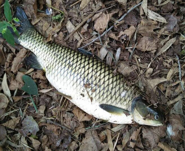 钓鱼线组搭配与鱼钩的大小,鱼塘钓鱼线组的最佳搭配