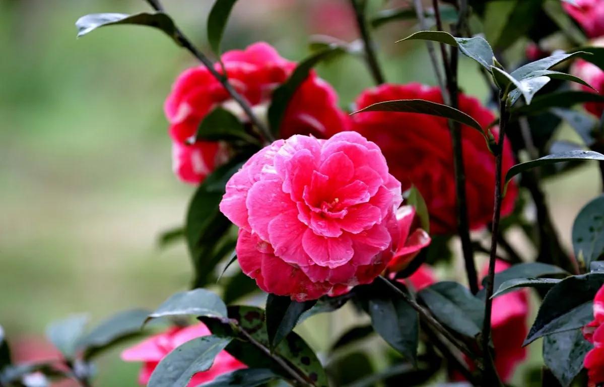 春节开花的耐寒植物,春节可以观赏的耐寒花卉