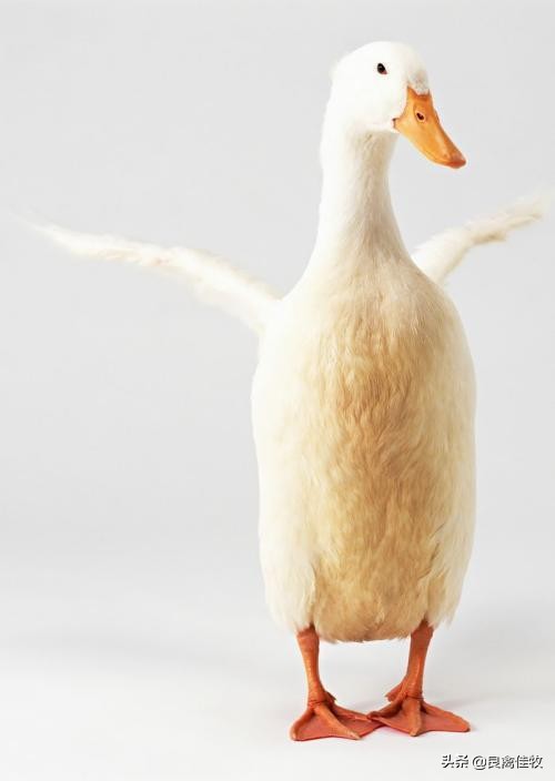 鹅瘫痪拉白痢治疗方法,鹅拉蛋清一样的粪便如何治疗