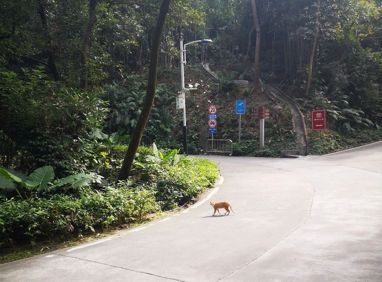 广州市帽峰山一日游全攻略图片,广州帽峰山景区自驾旅游攻略图