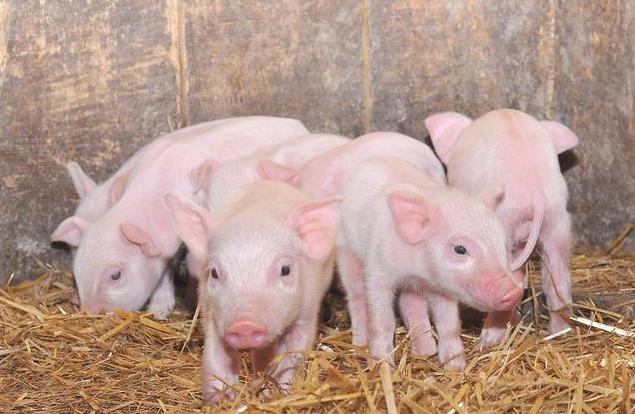 断奶仔猪水样腹泻发烧用什么药,60斤仔猪拉黑色水样腹泻用什么药