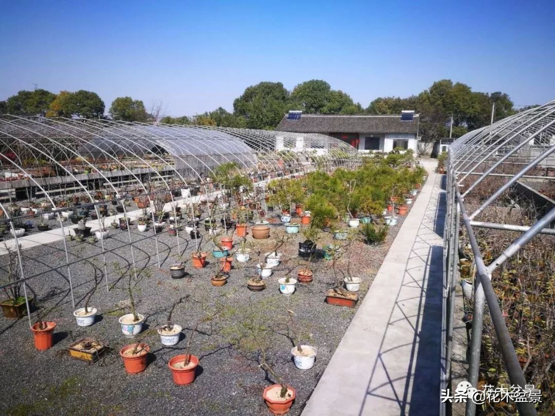 疫情对花艺行业有什么影响,疫情期间盆景怎么处理最好