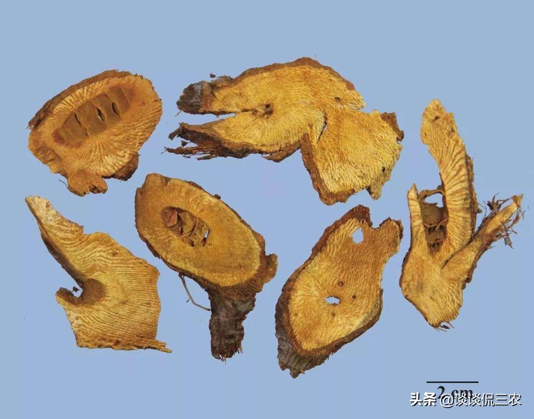 潮汕一种叫蛇总管的草药,蛇总管的别名