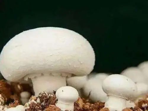 白蘑菇吃法大全,白蘑菇菜品