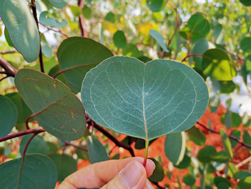 选好优质品种年年大丰收,选好品种好种苗好技术