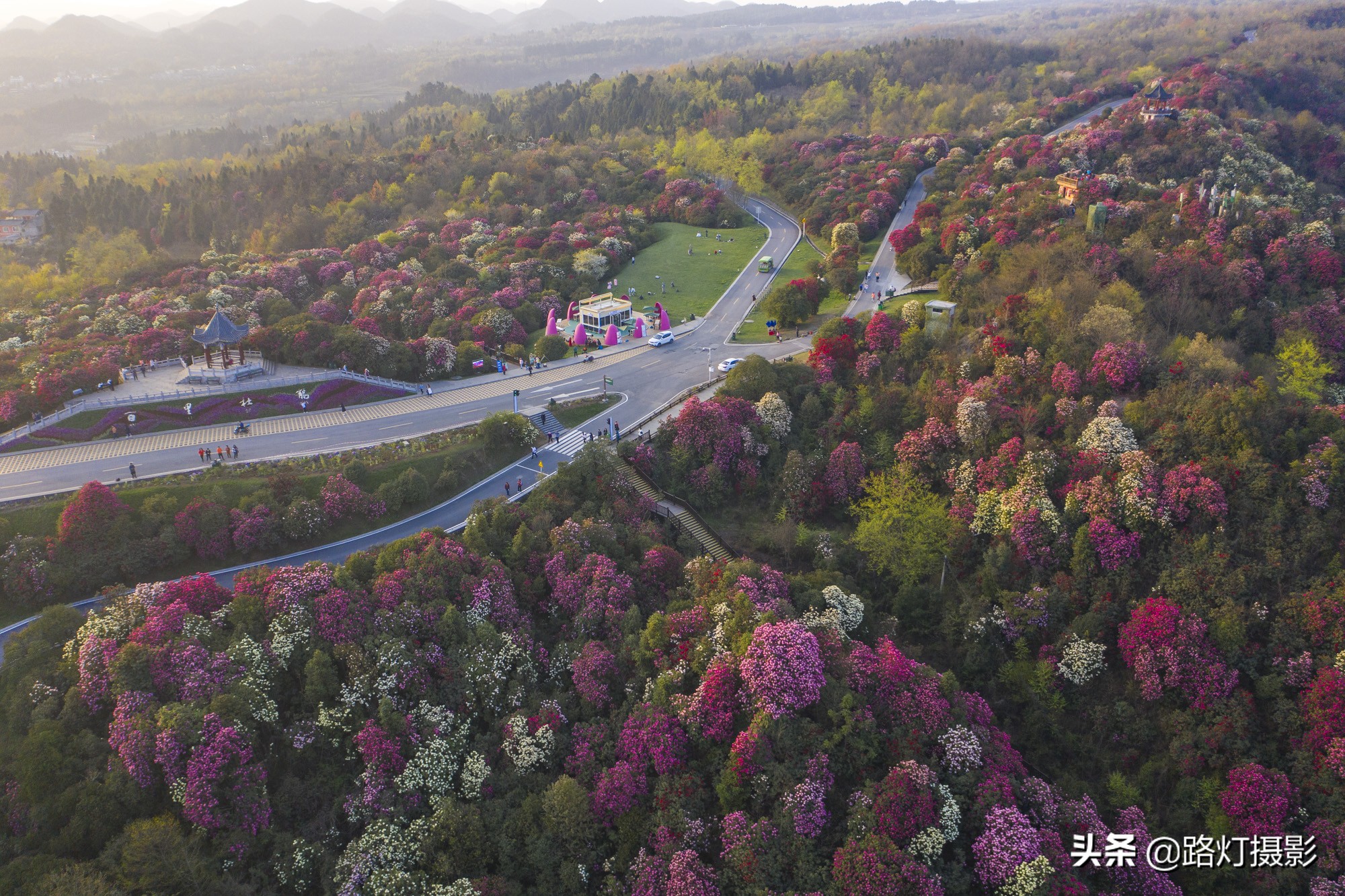 世界之最贵州毕节百里杜鹃花,毕节百里杜鹃花游记