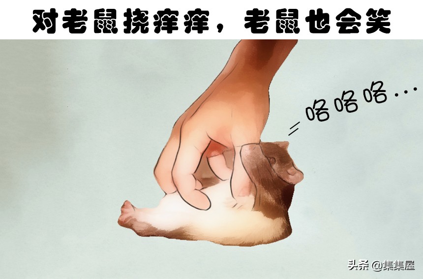 6个关于老鼠的有趣小知识,6个关于老鼠的有趣知识