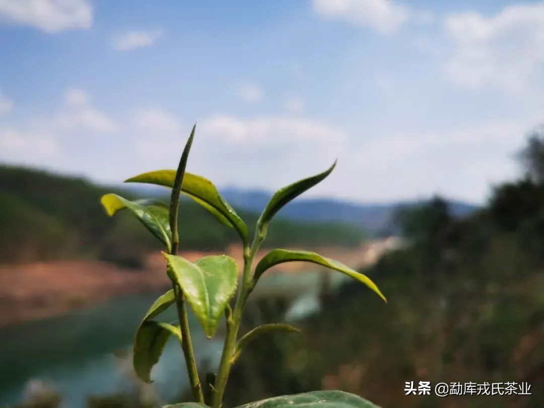 昔归临沧,昔归临沧之王