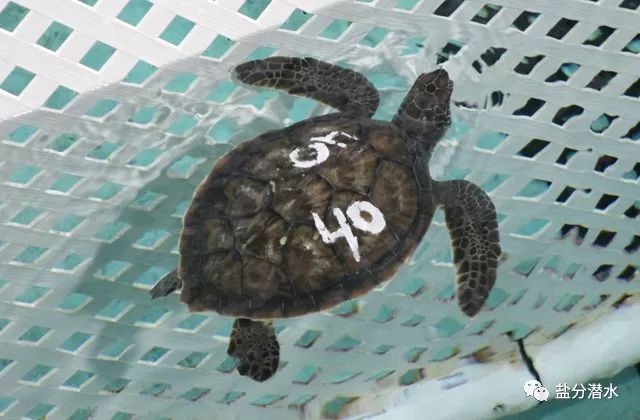 救助搁浅海洋动物,如果遇到海洋生物危险该怎么办