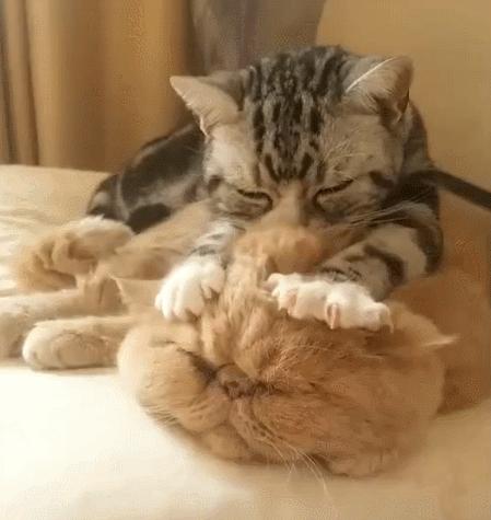 养猫猫推荐英短,新手第1次养猫还是养狗啊