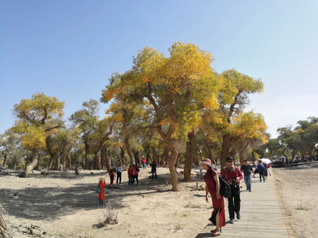 额济纳青年节旅游攻略,额济纳胡杨林旅游攻略