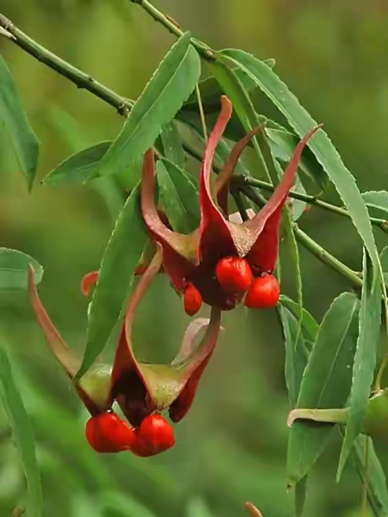 世界十大珍贵的植物图片,世界上罕见的名贵植物图片